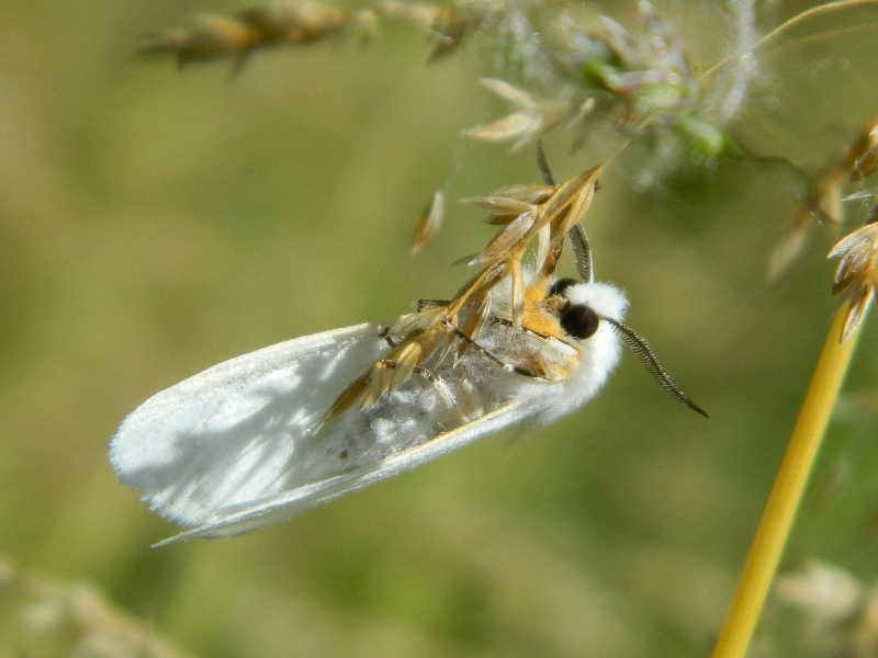 Da identificare - Hyphantria cunea